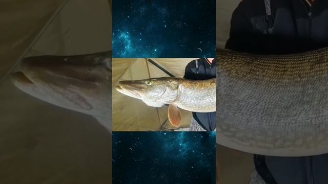 Рыбалка в Якутии с клеваярыбалка.рф #якутия #рыбалка #fishing #клеваярыбалка #carpfishing #эхолот смотреть онлайн