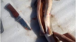 Как закоптить стерлядку (горячее копчение)