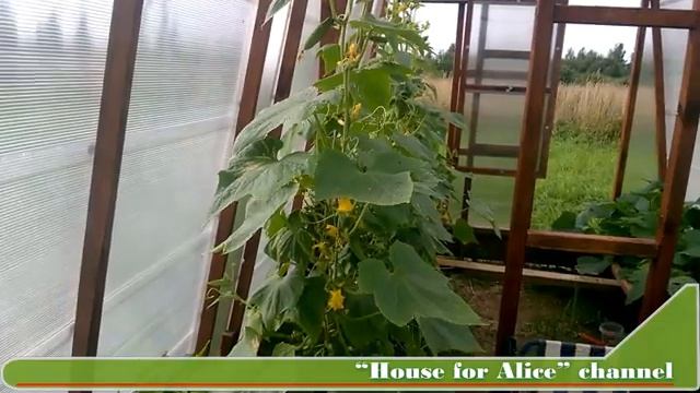 Огуречник по Митлайдеру смотреть онлайн