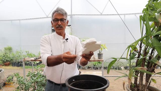 How to Save a Indoor Dying Palm Tree | Indoor Plant Care Info & Problems смотреть онлайн