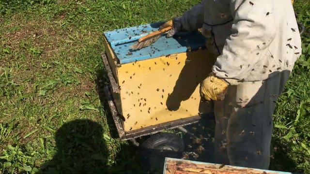 Пасека Лаврова. Снимаем корпуса для отбора меда. смотреть онлайн