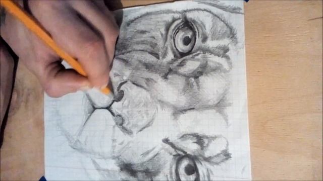 Пума.Рисунок карандашом. смотреть онлайн