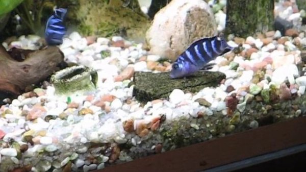 Нерест Псевдотрофеус Демасони (Pseudotropheus Demasoni)