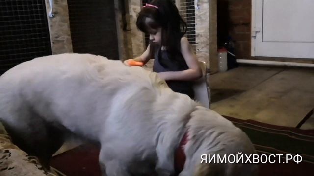 Голден ретривер и дети. Или стоит ли брать эту породу?! смотреть онлайн