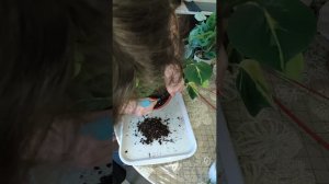 Мои цветочный новинки. Маранта Керховена, филодендрон Бразил.