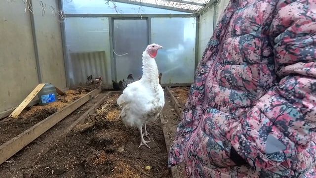 Как мы за Бентамками 350км проехали.Выбираем карликовых кур смотреть онлайн