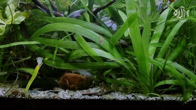 #4 Shrimp Tank - Update 14 Months - The hornwort plant thrives смотреть онлайн