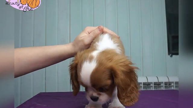 Щенок кавалер кинг чарльз спаниеля Бьюти оф Эн Рица смотреть онлайн