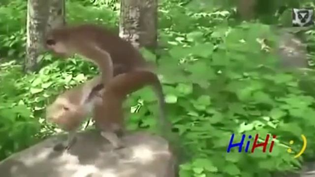 Спаривание животных, Monkey Chimpanzee Gorilla Mating Funny Videos Compilation 2 смотреть онлайн