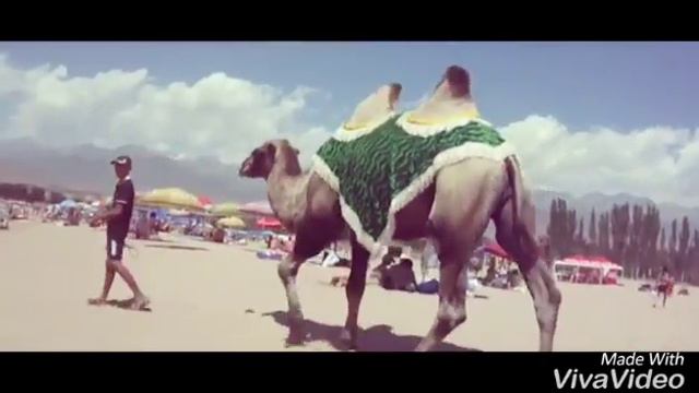 Верблюд смотреть онлайн