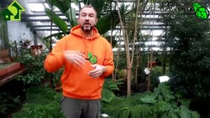 ЕЛИ, СОСНЫ, ПИХТЫ - сохраняем на ДОЛГИЕ ГОДА! Купили дерево в кадке? Вот как надо его приживлять!