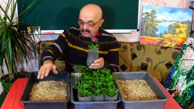 Без этого Вы не вырастите качественную рассаду петунии! смотреть онлайн