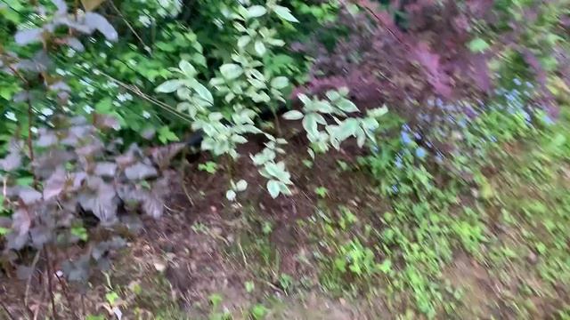 Мой дизайн сада, май, розы, пруд, хвойные растения смотреть онлайн