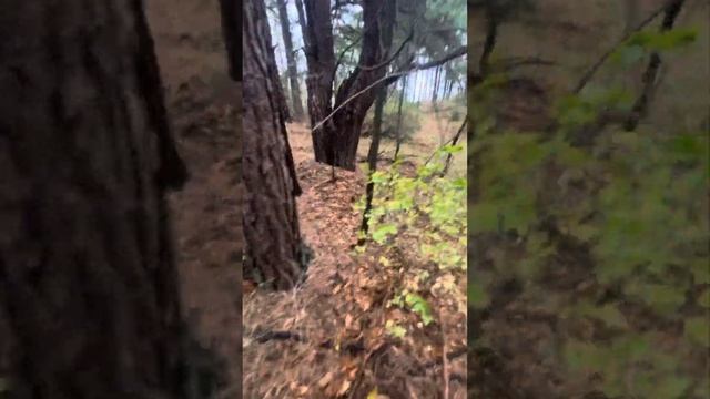 По грибы ! По грибы с мамой и женой! Медведи в лесу боятся. Блогеры грибники!