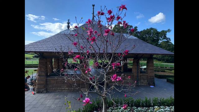 Magnolia 'Vulcan' | Must See August