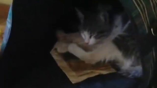 Подобрали классного котенка на улице и обхаживаем его дома) смотреть онлайн