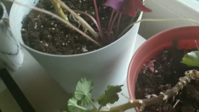 4 LUCKY PLANTS indoor plants of Plant mommy EM смотреть онлайн