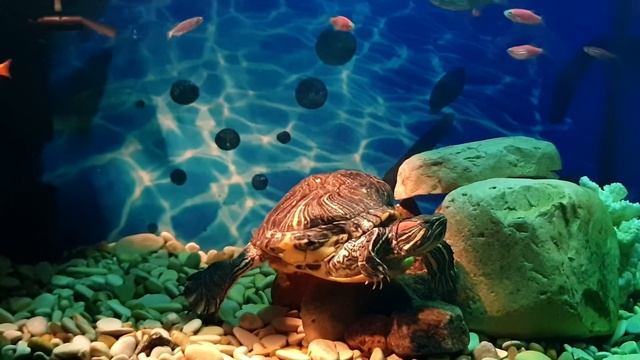 Черепаха и рыбки отлично живут вместе! смотреть онлайн