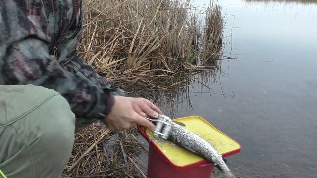 Сазан нерест рыбалка в Дагестане смотреть онлайн
