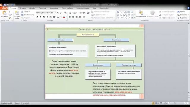 ЕГЭ по биологии 11 класс Занятие 35 Строение нервной ткани Классификация нерв смотреть онлайн