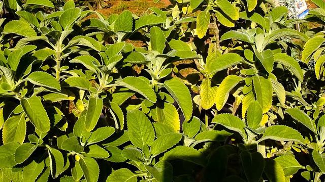 Boldo-da-terra, Coleus barbatus, Plectranthus barbatus, Boldo do Chile, Plantas medicinais, смотреть онлайн