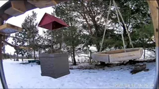 2021 Mar 03: Livestream bird feeding station. Ripley, Ontario Canada by AtHomeFriendlyTecGuy смотреть онлайн