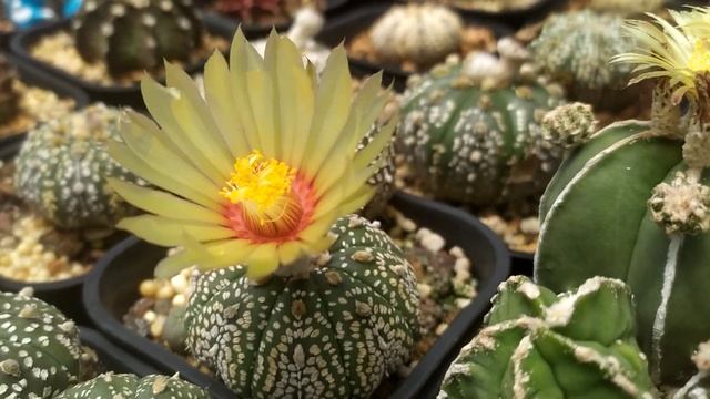 Amazing Asterias Flowers - Asterias Cactus Collection смотреть онлайн