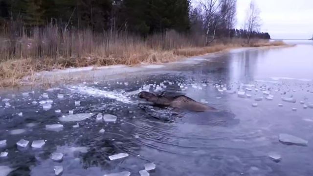 Мужчина катался на льду, когда заметил странное существо. смотреть онлайн