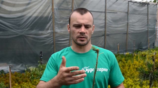 Ялина глаука глобоза, відеоогляд смотреть онлайн