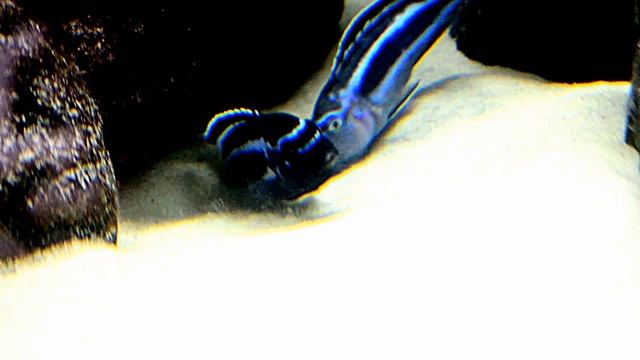 Pseudotropheus ( Melanochromis ) Cyaneorhabdos Maingano spawning смотреть онлайн
