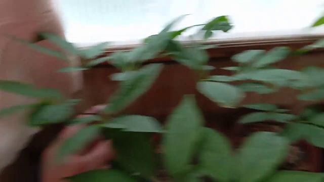 ЖЕНЬШЕНЬ НА БАЛКОНЕ смотреть онлайн