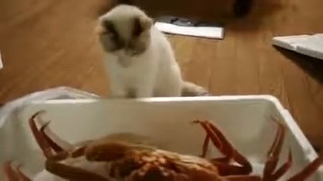 Борьба кошки и краба Смешные кошки кошки смотреть онлайн
