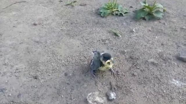Мега-птенец !!! Птеньчик синички упал из гнезда)))!!! смотреть онлайн