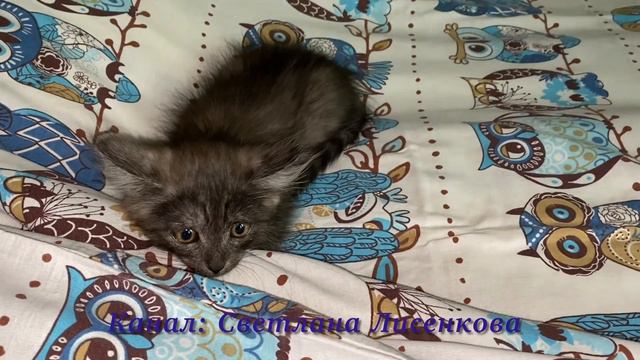 Котёнок Лохматик, озорные глазки! Прикольные котики! смотреть онлайн