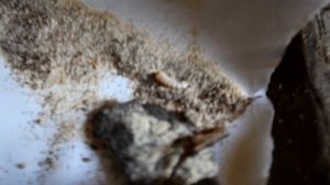 Как короед съедает мой дом..Последствия атаки короеда. Борьба с короедом. Как избавиться от короеда