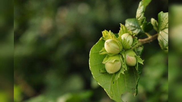 Дачные истории. Ореховый спас смотреть онлайн