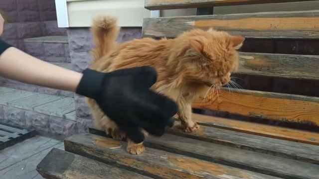 Перчатка для вычесывания шерсти у кошек смотреть онлайн