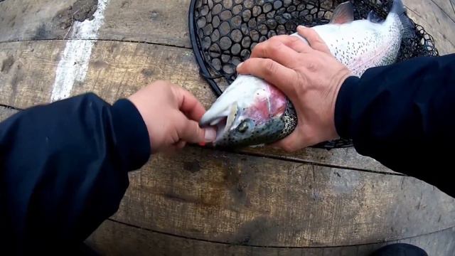 ЛОВЛЯ ФОРЕЛИ НА ПЛАТНОМ ВОДОЕМЕ🎣НАРЕЗКА ПОИМОК КРУПНОЙ смотреть онлайн