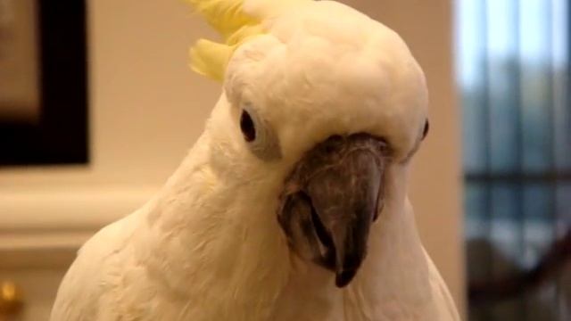 Cockatoo Trick смотреть онлайн