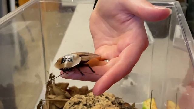 Red Feather Lakes, CSU's Bug Zoo, Disc Golf, and More ("NoCo Nature" Pilot) - CTV Channel 11 смотреть онлайн