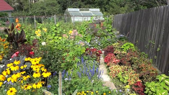 Колеусы (Coleus, Solenostemon) на даче Новомодного. Хабаровск. Август 2013 На фотоаппарат Сони смотреть онлайн