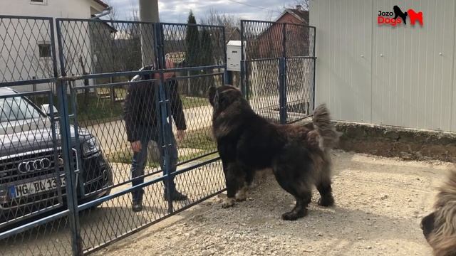 THE BIG BLACK DOG ZAFIR смотреть онлайн