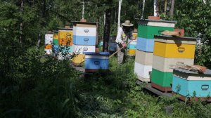 косим траву