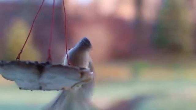 Очень красивая музыка