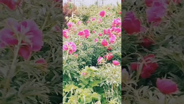 12 июня 2020 г. смотреть онлайн