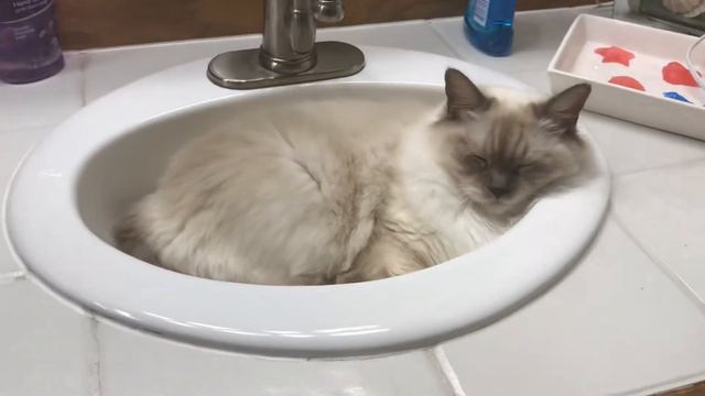 Ragdoll cat - Кошка рэгдолл в умывальнике - ночь в раковине:) смотреть онлайн