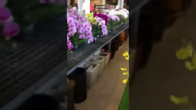 今次去台灣花市場買了好多花 PART 1【Vinson Garden 講花經】