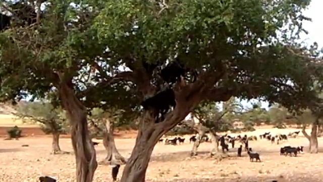 16 Goats In A Tree смотреть онлайн