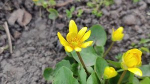 Весенние цветы. Калужница. 4К