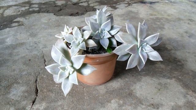 Graptopetalum Paraguayense (Ghost Plant)